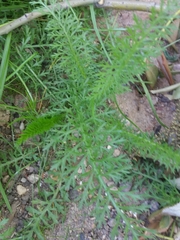 Achillea millefolium