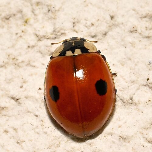 Two-spotted Lady Beetle