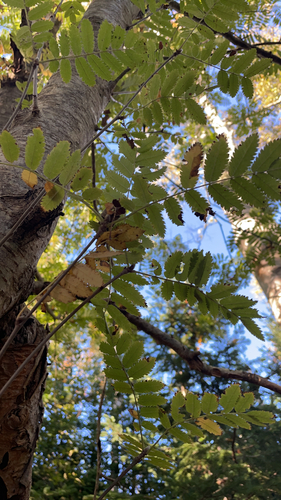 European mountain ash