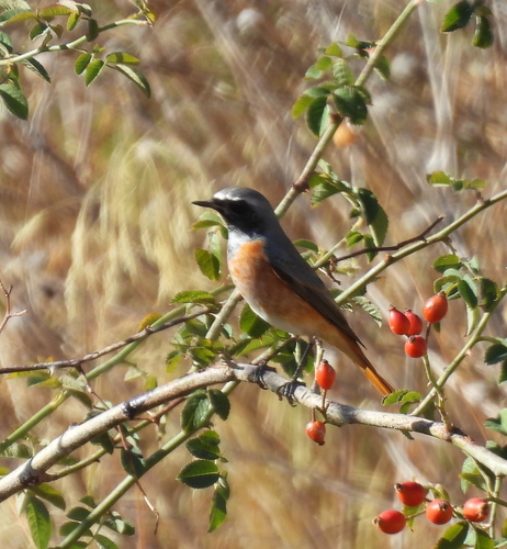 Common Redstart