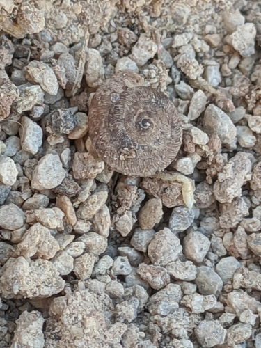 Caracollina lenticula