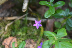 author not stated, no rights reserved Campanula patula, photograph author not stated, no rights reserved