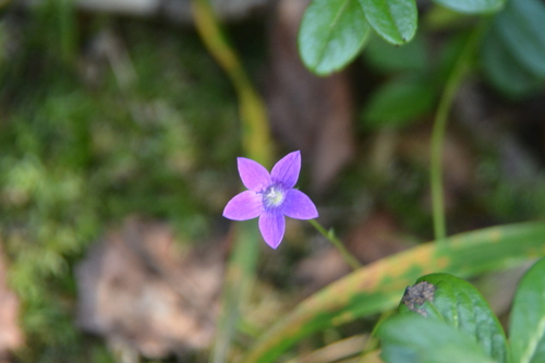 Campanula patula, photograph 2