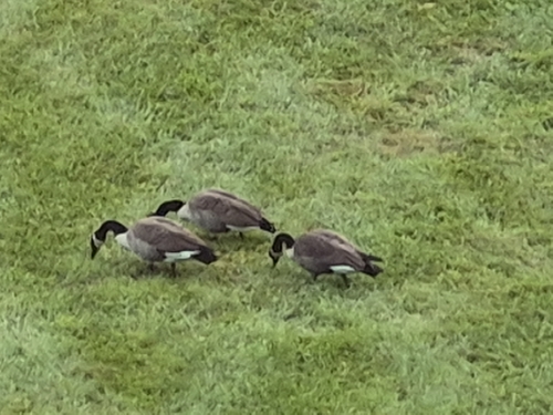 Canada Goose