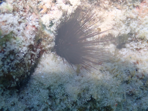Echinostrephus observed 2026-09-22
