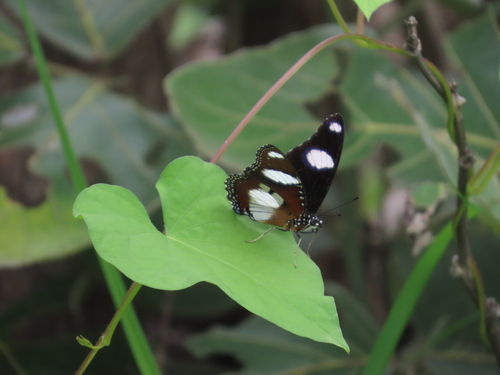 Danaid Eggfly