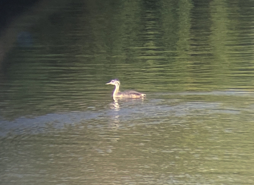 Great Crested Grebe