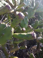Opuntia arechavaletae