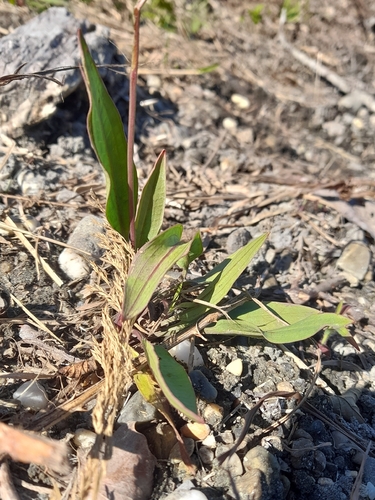 Alisma lanceolatum