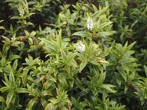 Veronica corriganii, photograph 1