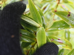 Angus Campbell, CC BY, iNaturalist via GBIF Veronica corriganii, photograph Angus Campbell, CC BY, iNaturalist via GBIF