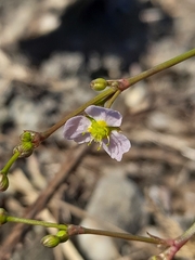 Alisma lanceolatum, photograph (c) Flavien Saboureau, some rights reserved (CC BY)