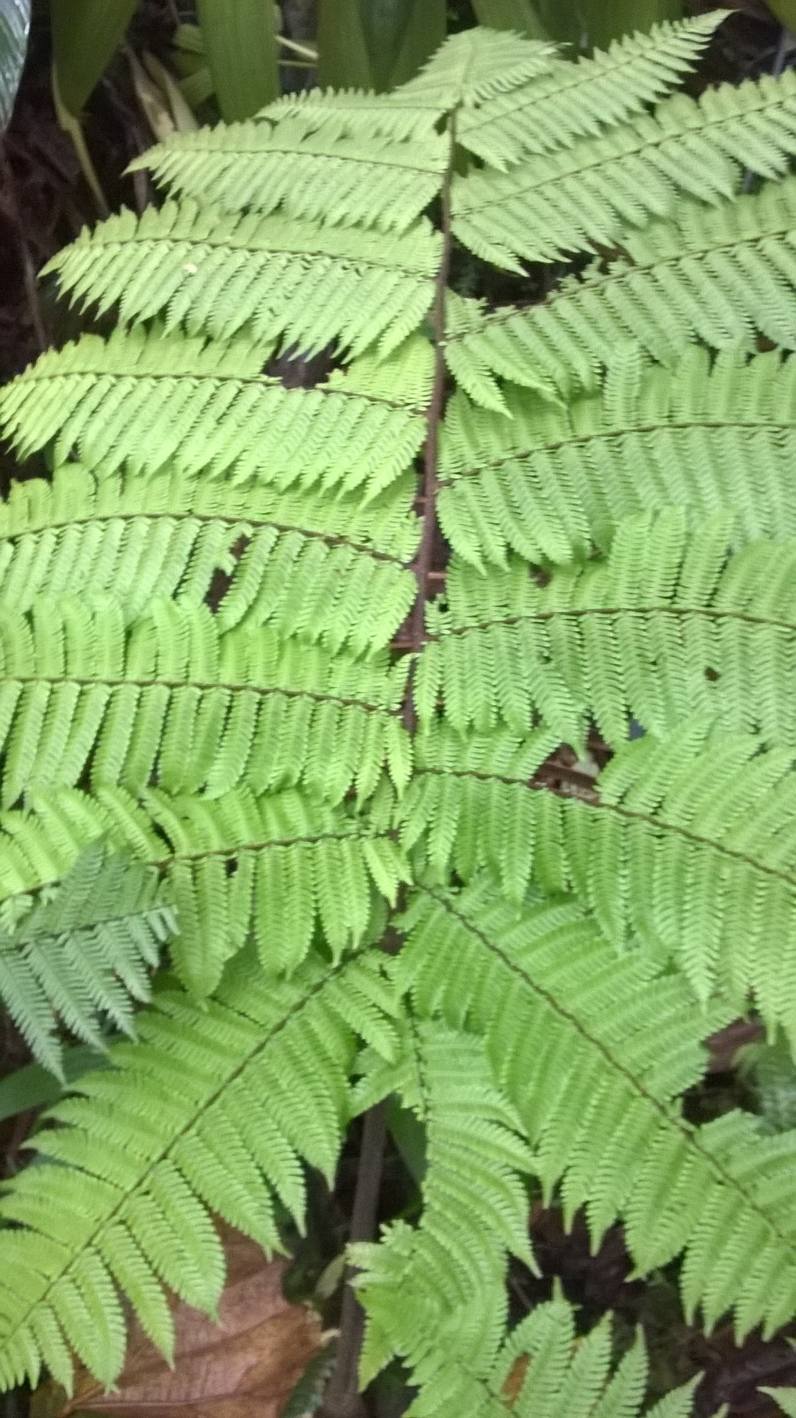 Cyathea muricata