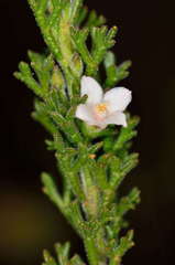 Cyanothamnus anemonifolius anemonifolius