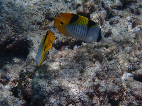 Chaetodon falcula observed 2026-09-22