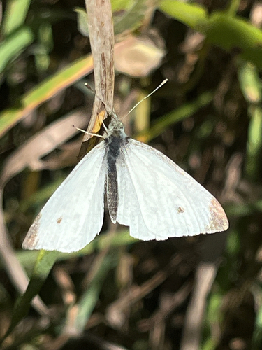 Small White