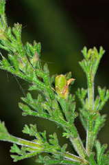 Cyanothamnus anemonifolius anemonifolius