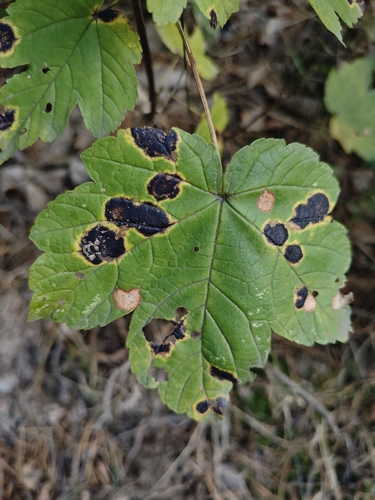 Black Tar Spot