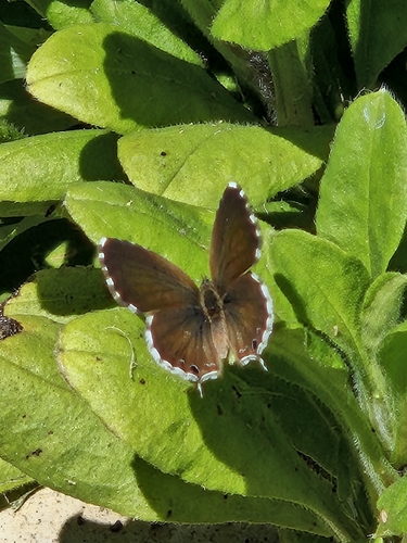 Common Geranium-bronze