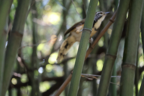 Greater Necklaced Laughingthrush