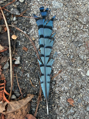 Blue Jay