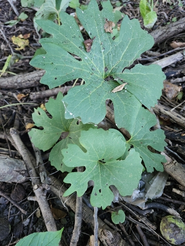 bloodroot