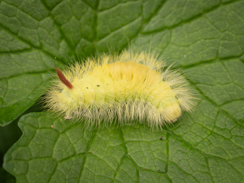 Pale Tussock Moth