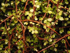 Myrsine divaricata