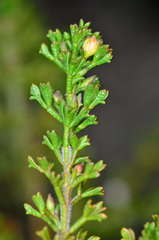 Cyanothamnus anemonifolius anemonifolius