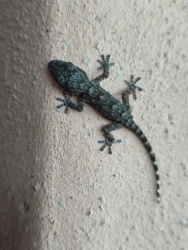 Moorish Gecko