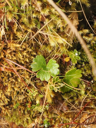 Ranunculus nivicola