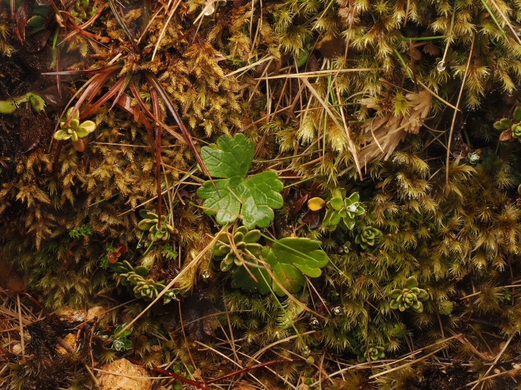 Ranunculus nivicola; photograph (c) Angus Campbell, some rights reserved (CC BY)