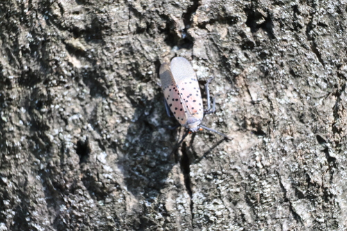 Spotted Lanternfly