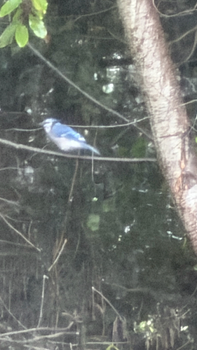 Blue Jay