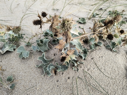 Sea Holly