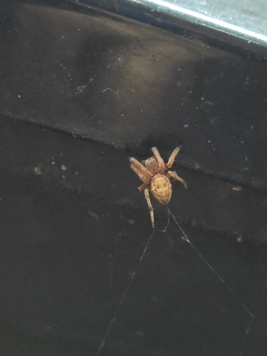 Furrow Orbweaver