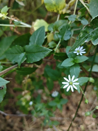 Water Chickweed