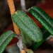 Astrotricha ledifolia - Photo (c) Chris Lindorff, algunos derechos reservados (CC BY), subido por Chris Lindorff