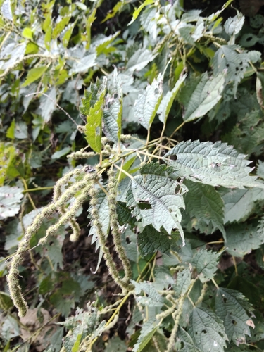 Boehmeria japonica observed 2026-09-23