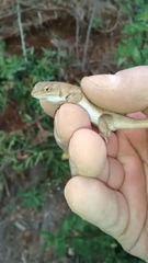 Sceloporus dixoni