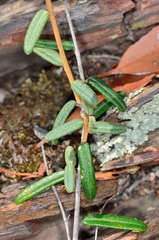 Astrotricha ledifolia
