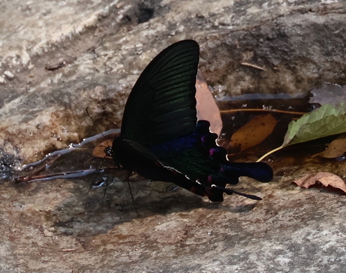 Chinese Peacock Swallowtail