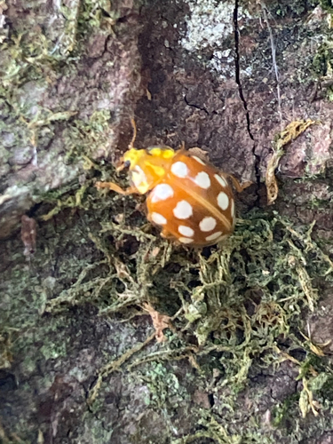 Orange Ladybird