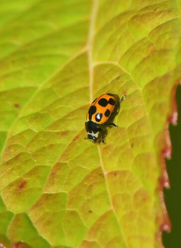 Notated Lady Beetle