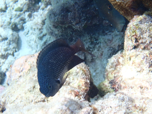 Pomacentrus indicus observed 2026-09-22