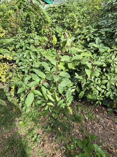 American pokeweed