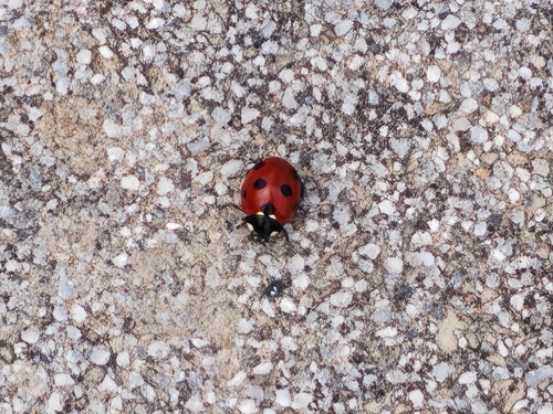 Seven-spotted Lady Beetle