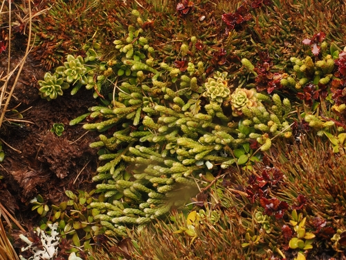 Kelleria dieffenbachii