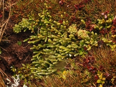 Kelleria dieffenbachii