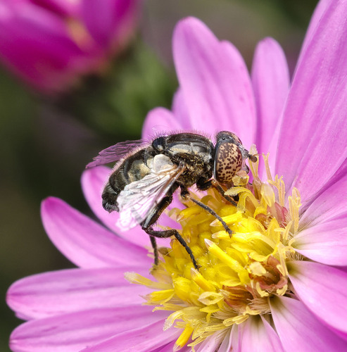 Small Spotty-eyed Drone Fly